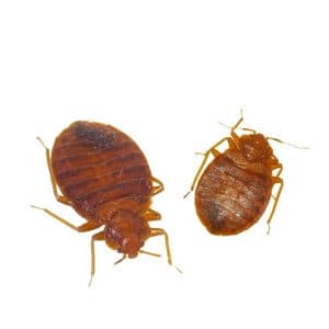 Bedbug Control