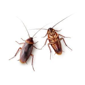 Cockroach Control Service Dhaka