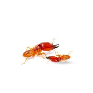 Termite Control Service in Dhaka